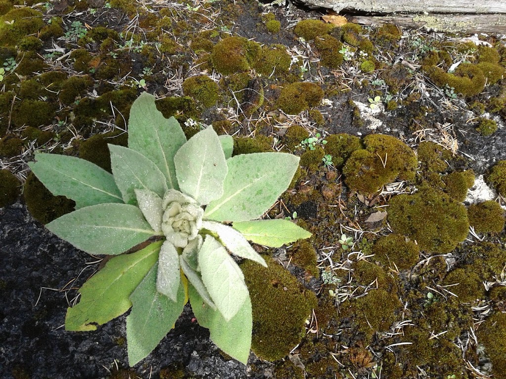 Bruce Alvar Nature Reserve | Hwy 6, Northern Bruce Peninsula, ON N0H 1Z0, Canada | Phone: (800) 440-2366