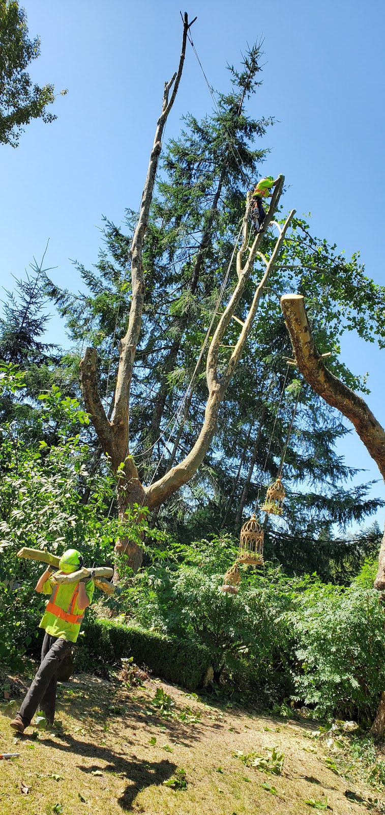 Paul Bunyan Tree Service Ltd | 10017 287 St, Maple Ridge, BC V2W 1L1, Canada | Phone: (604) 462-1022