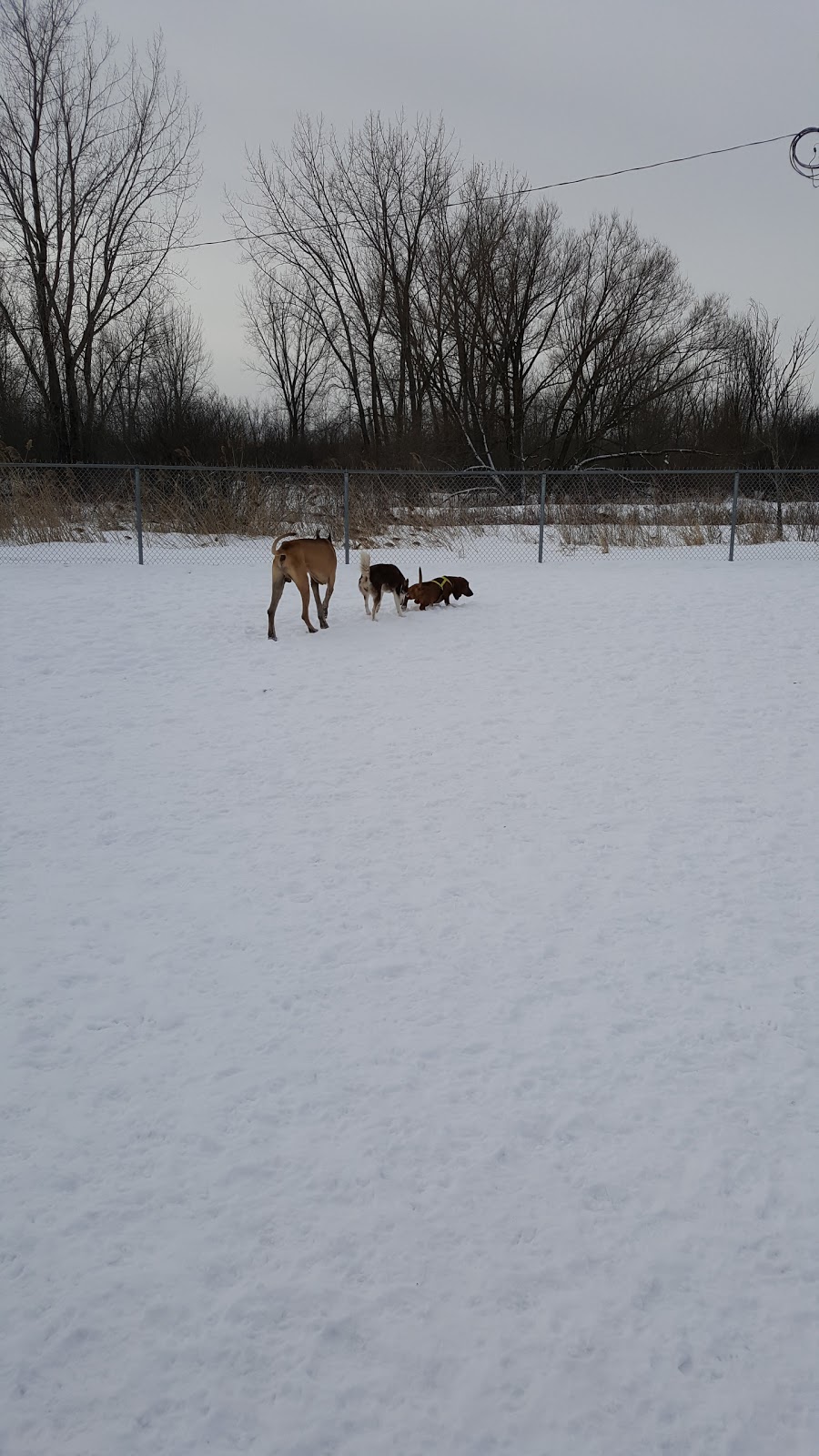 dog park Vauquelin Saint-Hubert | 5800 Boul Vauquelin, Saint-Hubert, QC J3Y 8Y9, Canada | Phone: (450) 463-7311