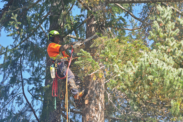 Pacific Rim Tree Service | 5862 Aldergrove Dr, Courtenay, BC V9J 1W2, Canada | Phone: (778) 585-9663