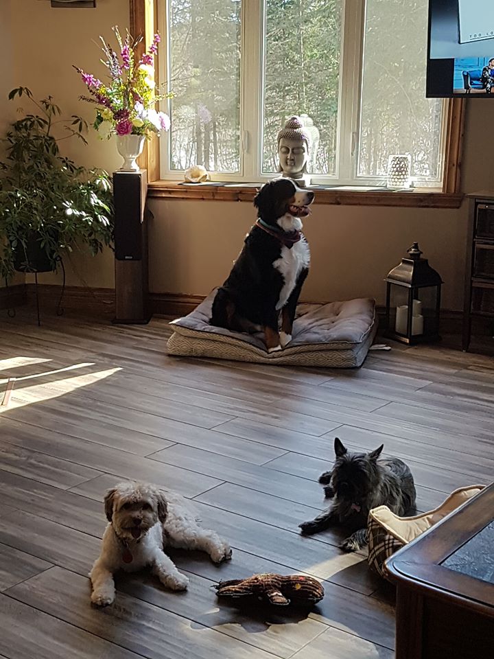 Anima-Zen Toilettage de chien et Pension pour chien & chat | 4570 Rue des Fermes, Orford, QC J1X 7L9, Canada | Phone: (819) 578-8522