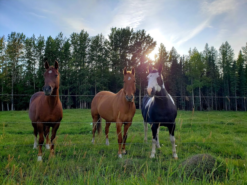 Wildhorse Ranch | 383040A, Range Rd 62, Rocky Mountain House, AB T4T 2A3, Canada | Phone: (403) 729-2910