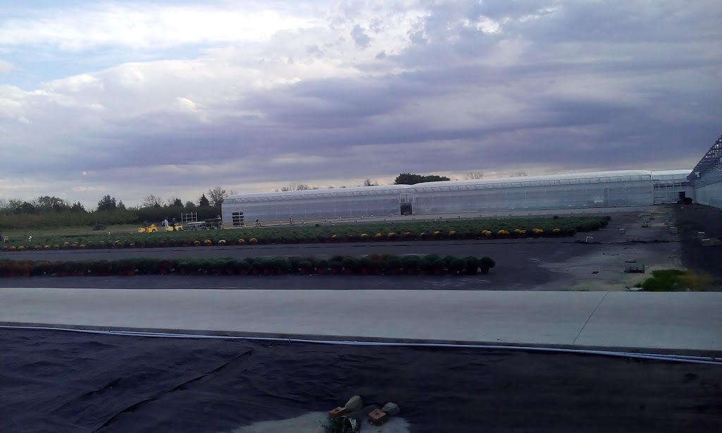 Jefferys Greenhouses Plant 2 Inc | 2411 Fourth Avenue Louth, Jordan Station, ON L0R 1S0, Canada | Phone: (905) 562-1369