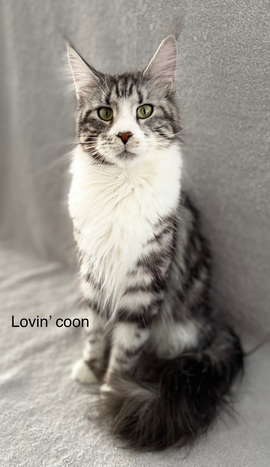 Chatterie Lovin’ coon cattery | Rue des Explorateurs, Vaudreuil-Soulanges, QC J7T 0A3, Canada | Phone: (514) 258-7068