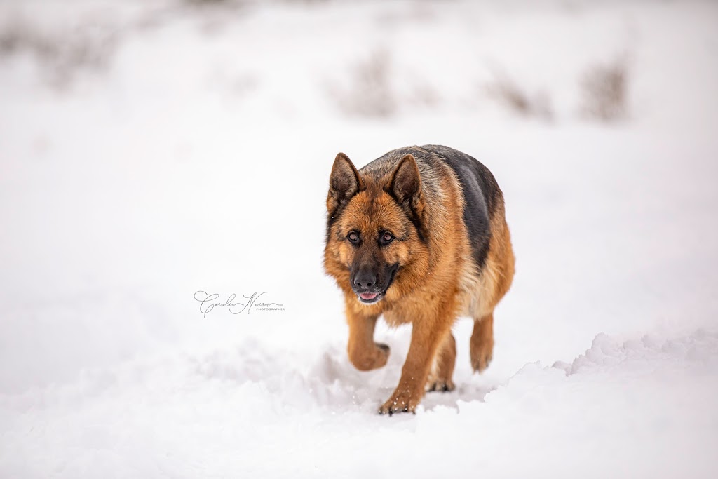 Silverstar Kennels | 22275 Township Rd 362, Red Deer County, AB T0M 1K0, Canada | Phone: (587) 447-7744