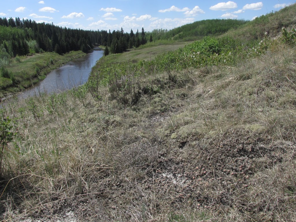 Gibbons Cactus Prairie | AB-28, Gibbons, AB T0A 1N0, Canada