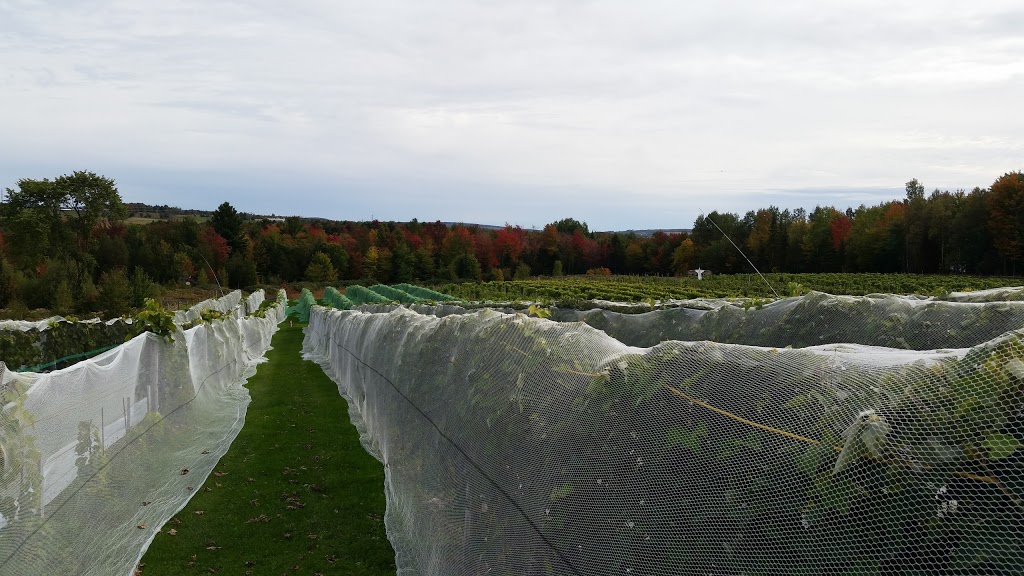 Vignoble Les Côtes Du Gavet | 1690 Chemin de lAqueduc, Tingwick, QC J0A 1L0, Canada | Phone: (819) 850-3391