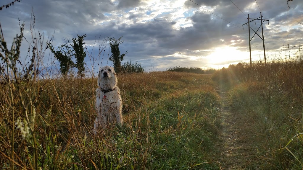 Off-Leash Recreation Area | North on dirt road, west of airport, Junor Ave, Saskatoon, SK S7R 0A7, Canada