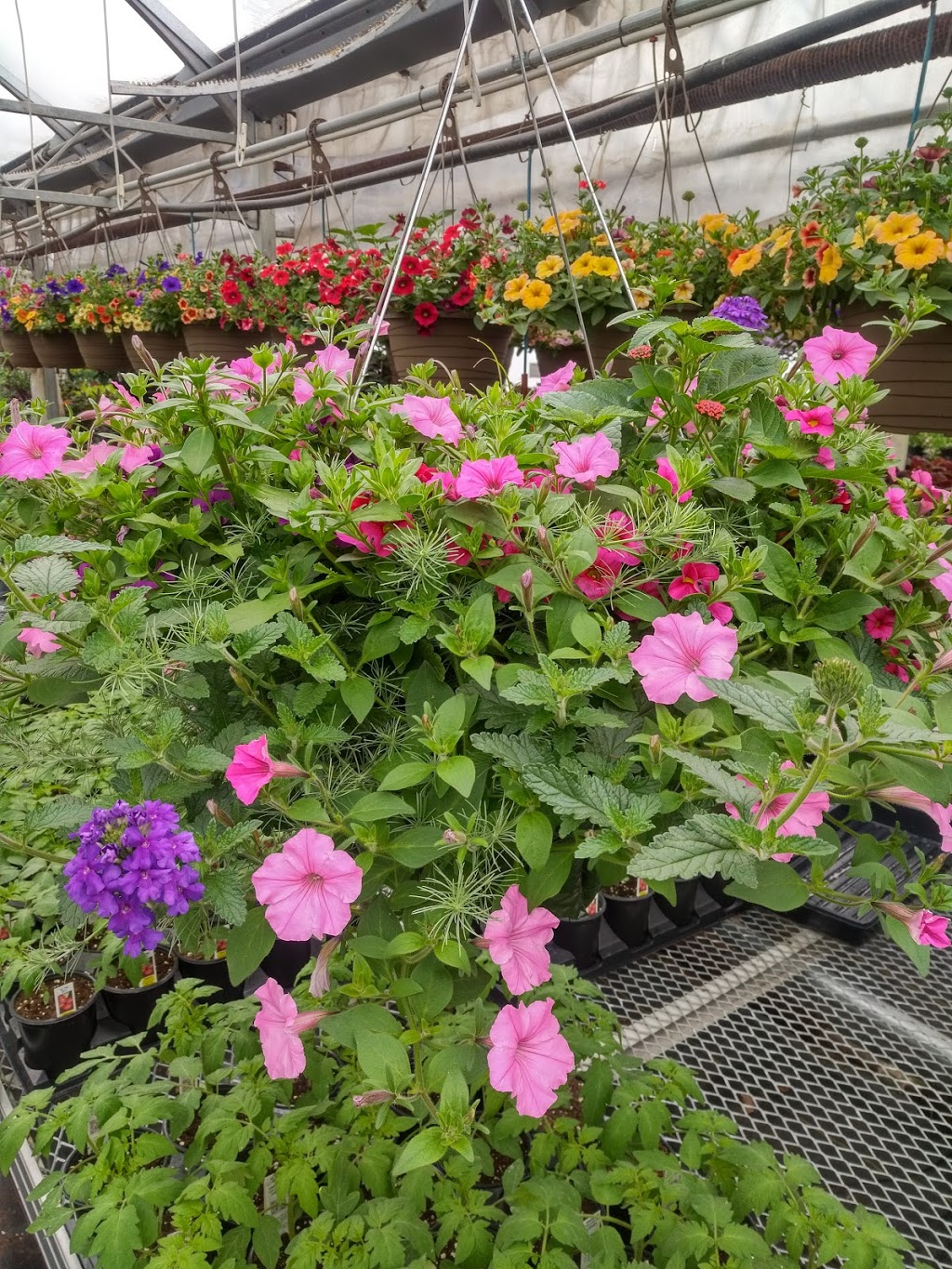 GGG Greenhouses And Garden Center | 434201 4 Line, Amaranth, ON L9W 0P3, Canada | Phone: (519) 942-4005