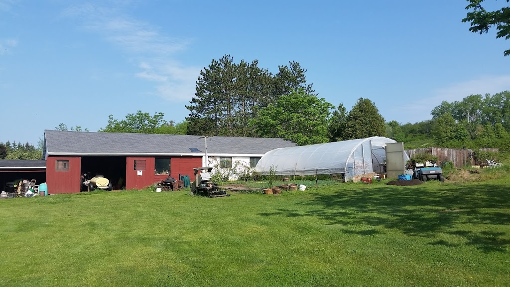 Town & Country Farms | 361 Canboro Rd, Ridgeville, ON L0S 1M0, Canada | Phone: (905) 892-4428