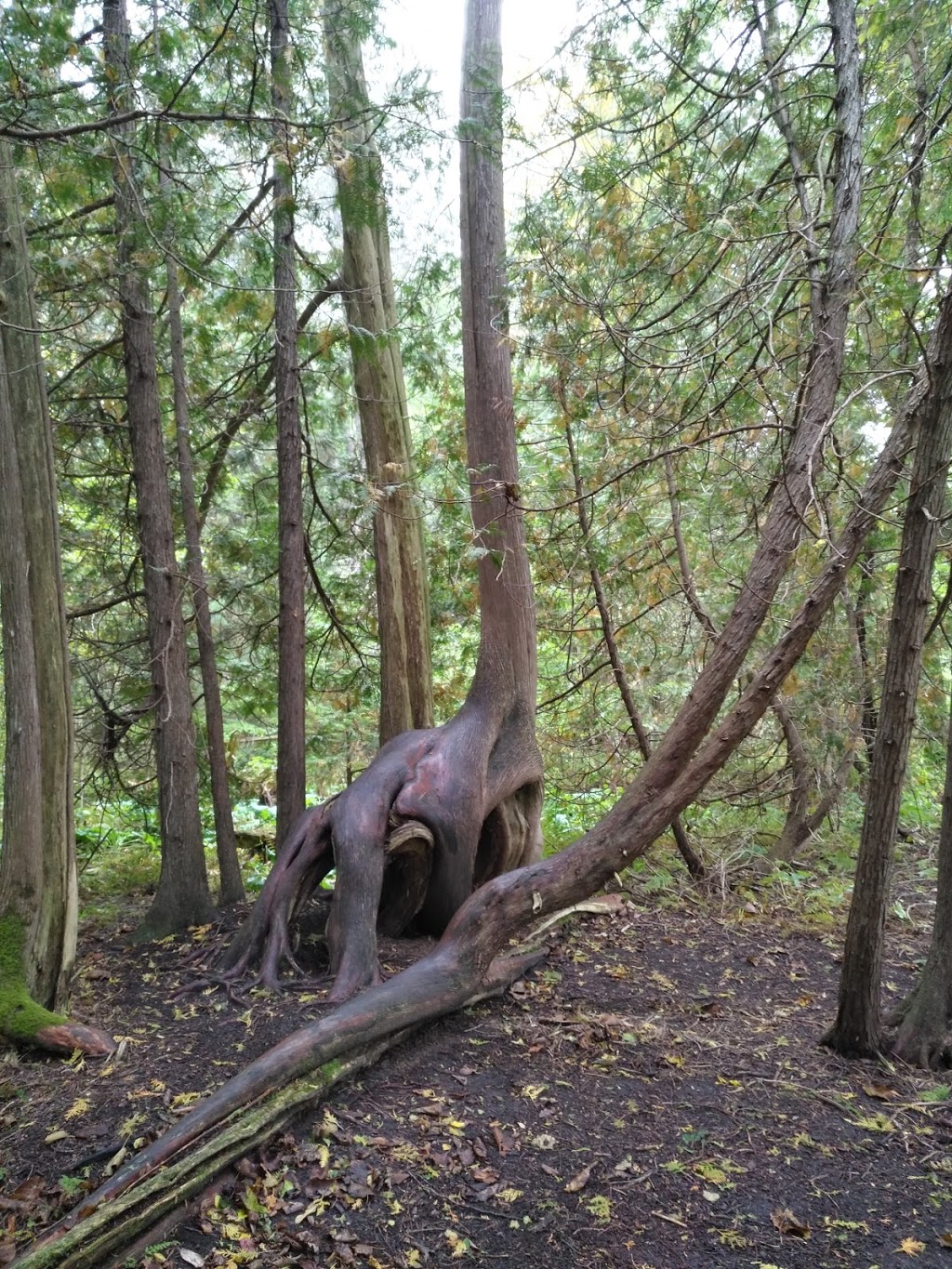 Seaton Trail | Seaton Hiking Trail, Pickering, ON L0H, Canada