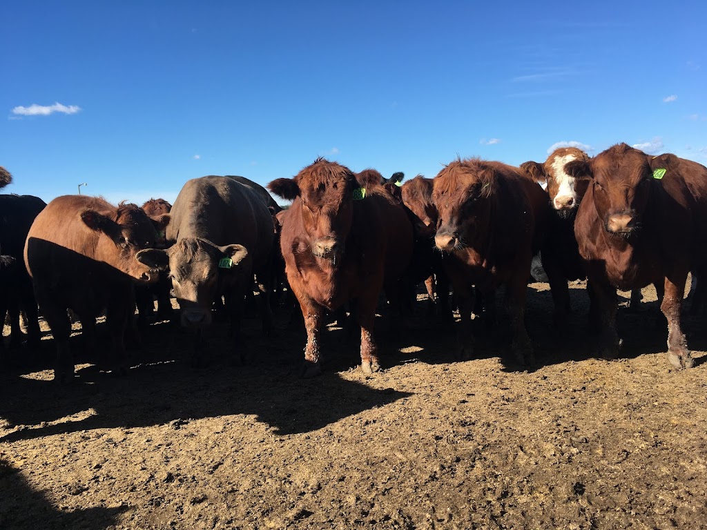 Jubilee Feedlot | 4 St, Westlock, AB T7P 2P5, Canada | Phone: (780) 349-2476