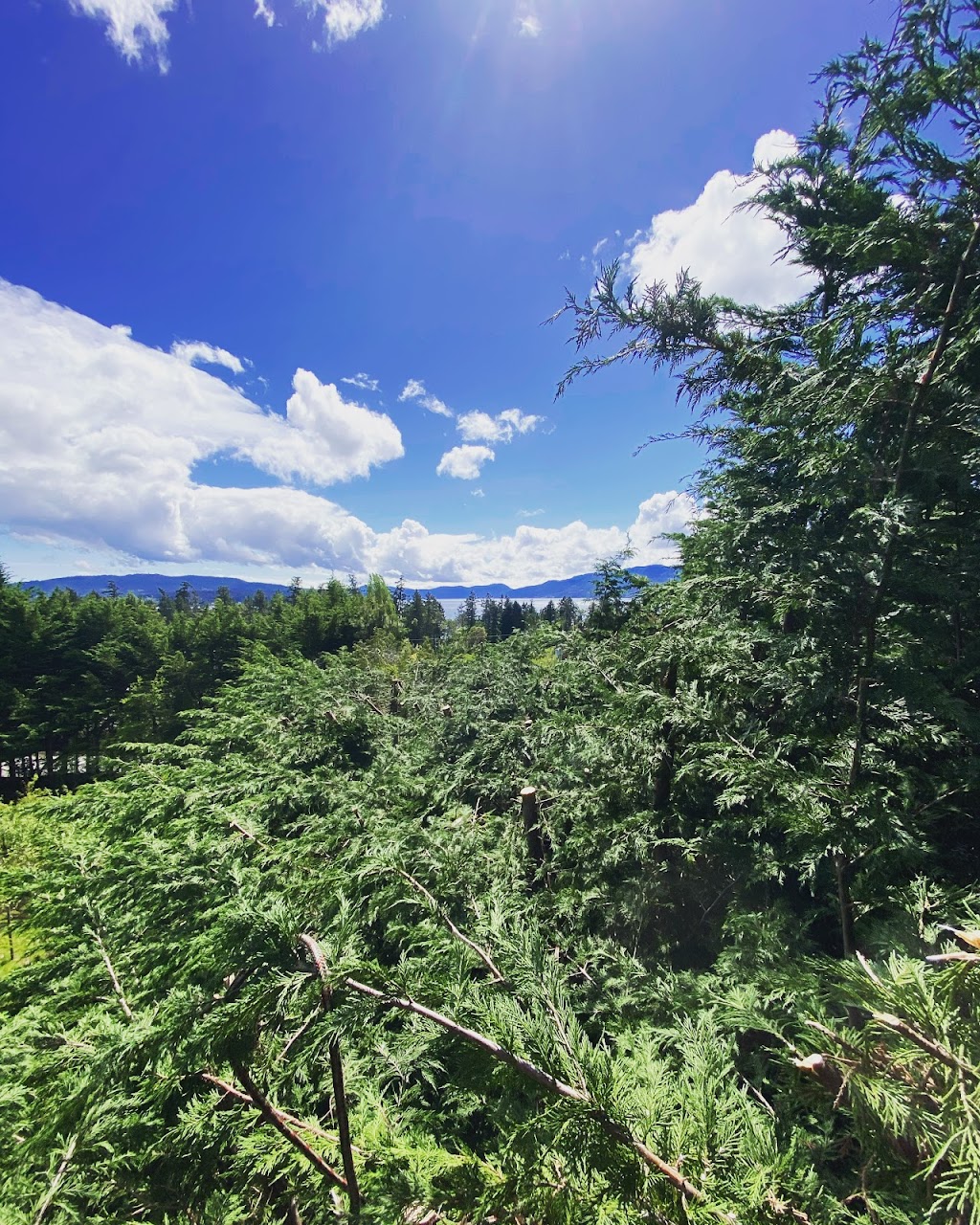 Pacific Roots Tree Service | 3085 Island View Rd, Saanichton, BC V8M 1W3, Canada | Phone: (778) 678-1933