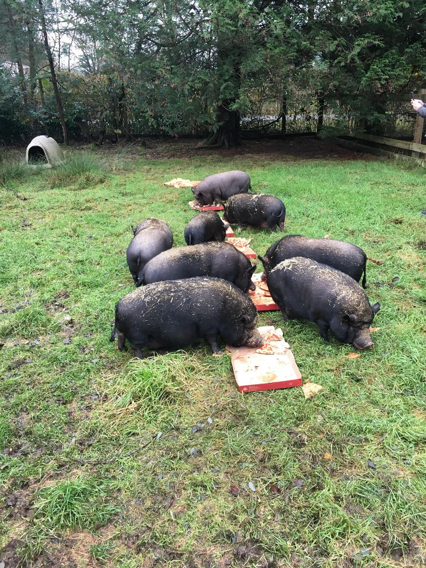 Hearts On Noses A Mini Pig Sanctuary | 30471 Dewdney Trunk Rd, Mission, BC V4S 1C3, Canada | Phone: (604) 462-0958