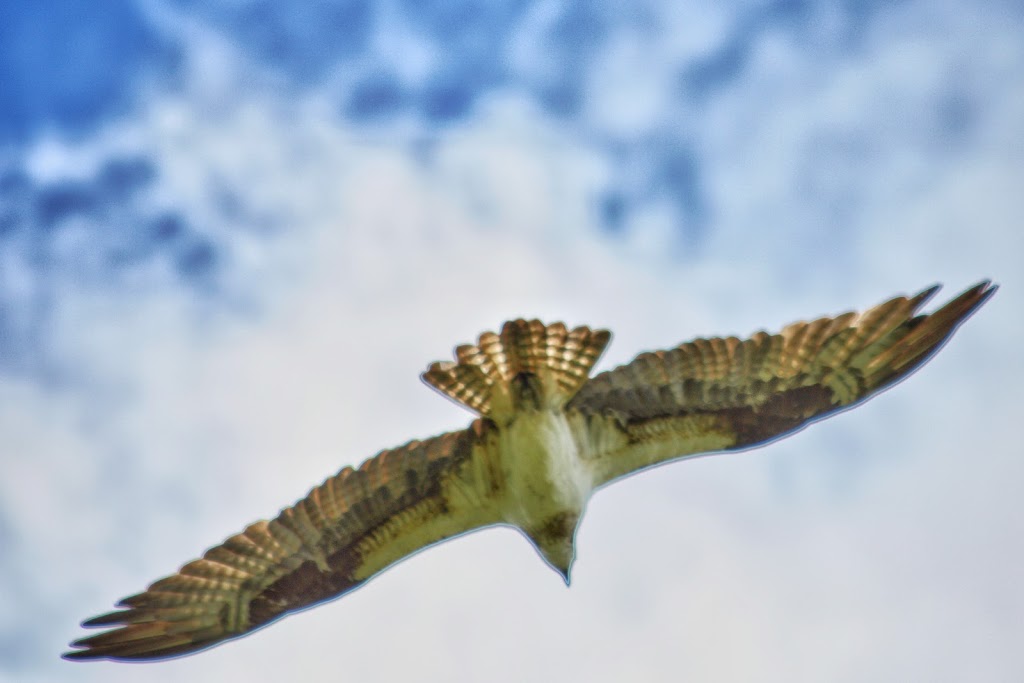 Osprey Nest | Brendas Rd, Nestleton Station, ON L0B 1L0, Canada