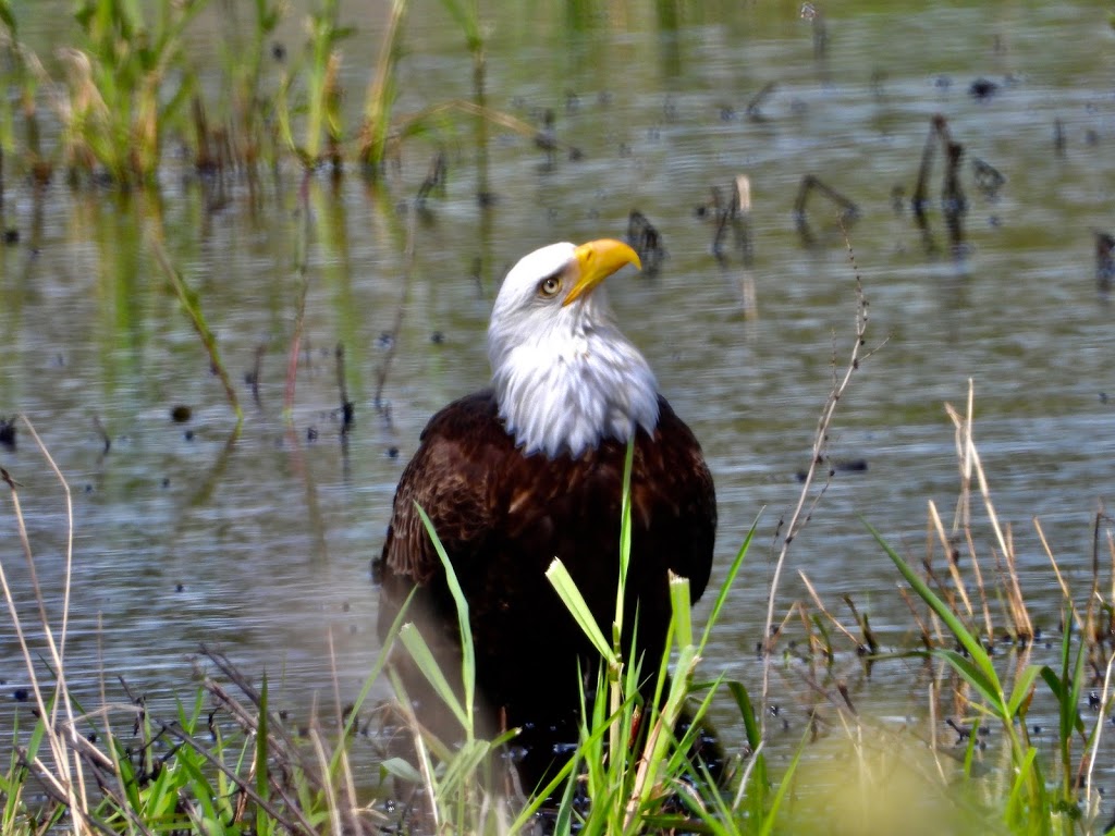 Golden Eagle Ranch Inc | 16640 Rannie Rd, Pitt Meadows, BC V3Y 1Z1, Canada | Phone: (604) 460-9248