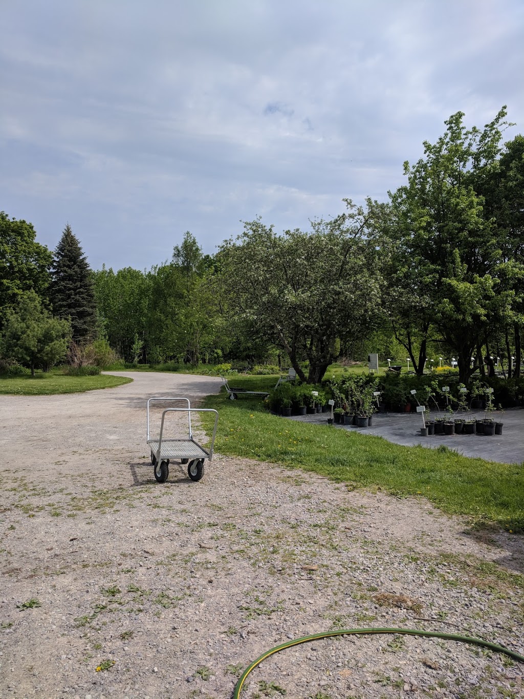 Native Plants in Claremont | 4965 Westney Rd N, Claremont, ON L1Y 1A2, Canada | Phone: (416) 888-3363
