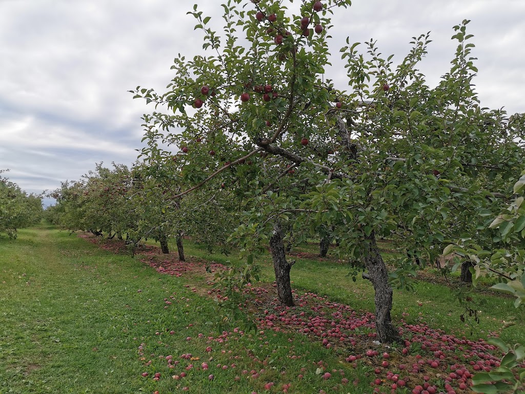 Verger du Ruisseau | 12680 Rang de la Fresnière, Mirabel, QC J7N 2R9, Canada | Phone: (514) 250-3284