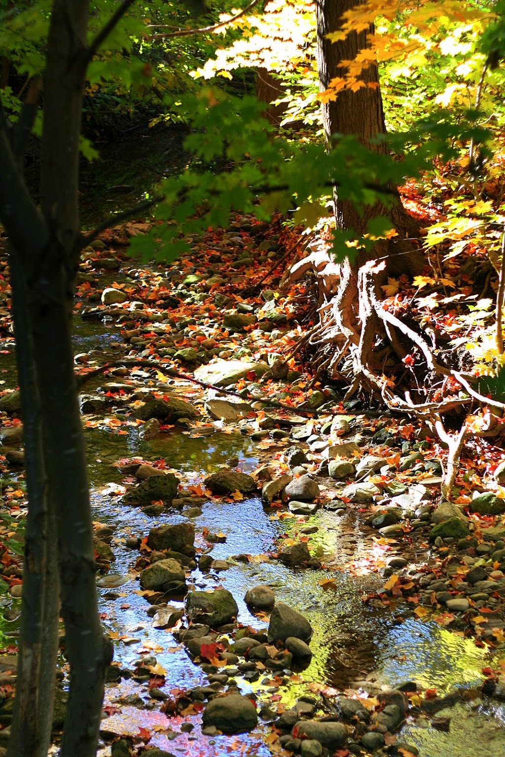 T.J. Dolan Natural Area | 117 Sir Adam Beck Rd, Stratford, ON N5A 8C2, Canada