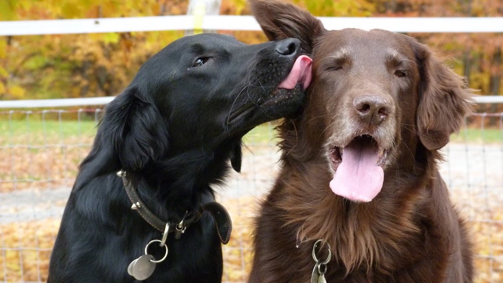 Centre Canin Bellechasse | 1050 4e Rang E, Saint-Nérée, QC G0R 3V0, Canada | Phone: (418) 243-3837