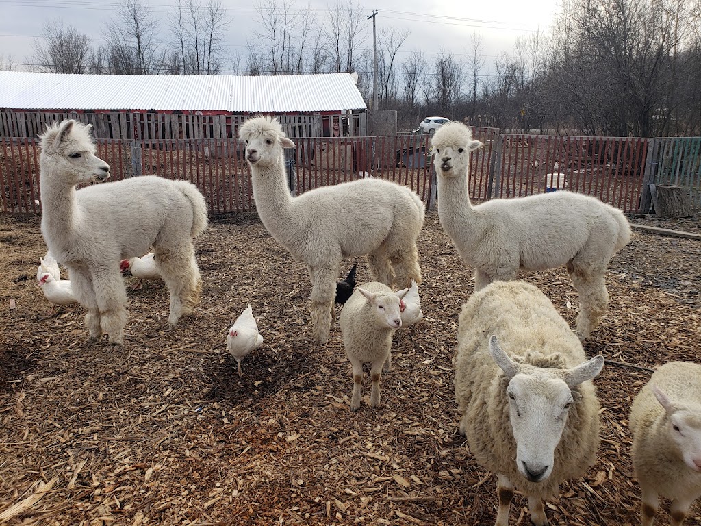 Ferme Bord-du-Lac | 1530 Chem. du Bord-du-Lac, LÎle-Bizard—Sainte-Geneviève, QC H9E 1K3, Canada | Phone: (514) 675-1236