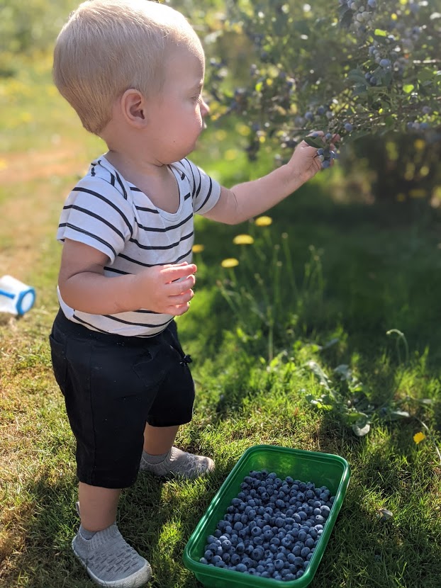 Lougheed Blueberry U-Pick Farm | 19000 River Rd, Richmond, BC V6V 1M3, Canada | Phone: (604) 270-1477