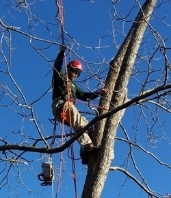 Georgian Tree Experts | 243 Dominion Dr, Stayner, ON L0M 1S0, Canada | Phone: (705) 241-5711