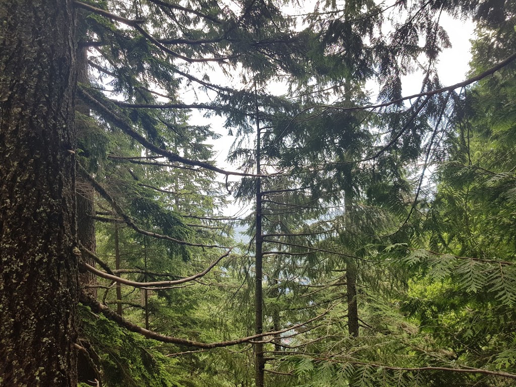 Flint & Feather Trail | North Vancouver, BC V7R 4K9, Canada