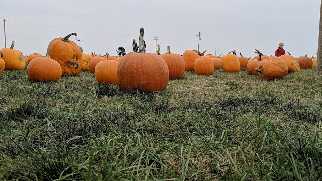 Molnars Pumpkin Festival | Range Rd 173, Barnwell, AB T0K 0B0, Canada | Phone: (403) 315-0728