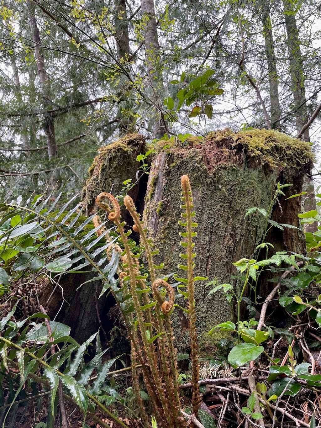 Singing Tree Farm | 750 Bennett Rd, Qualicum Beach, BC V9K 1N1, Canada | Phone: (250) 954-9374