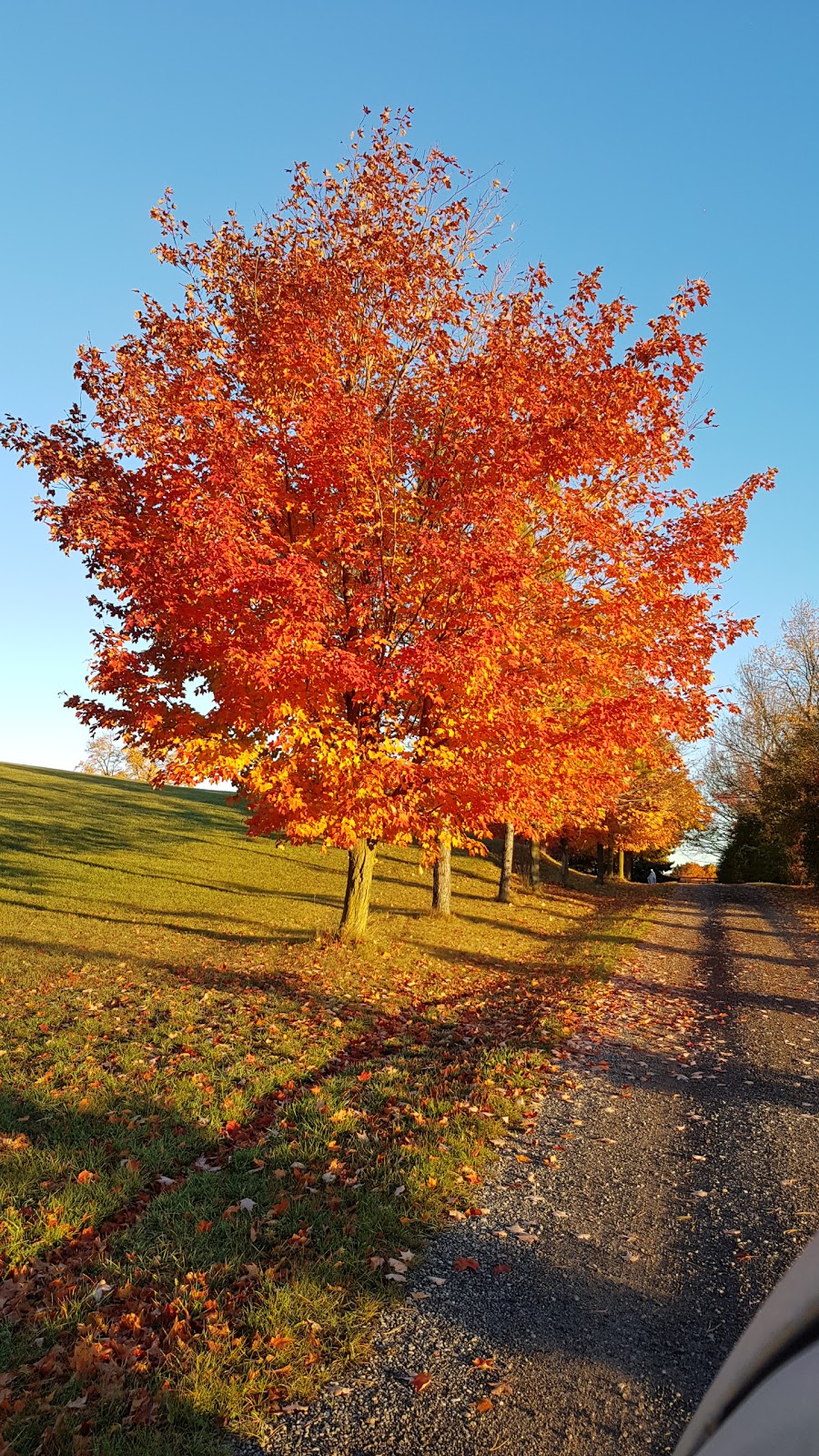 Heralds of the Gospel Canada | 5535 17th Sideroad, Schomberg, ON L0G 1T0, Canada | Phone: (800) 674-3410