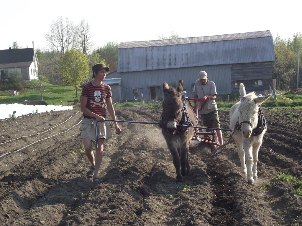 Les jardins au pas de lâne | 485 Avenue Centrale S, Stratford, QC G0Y 1P0, Canada | Phone: (418) 443-1200