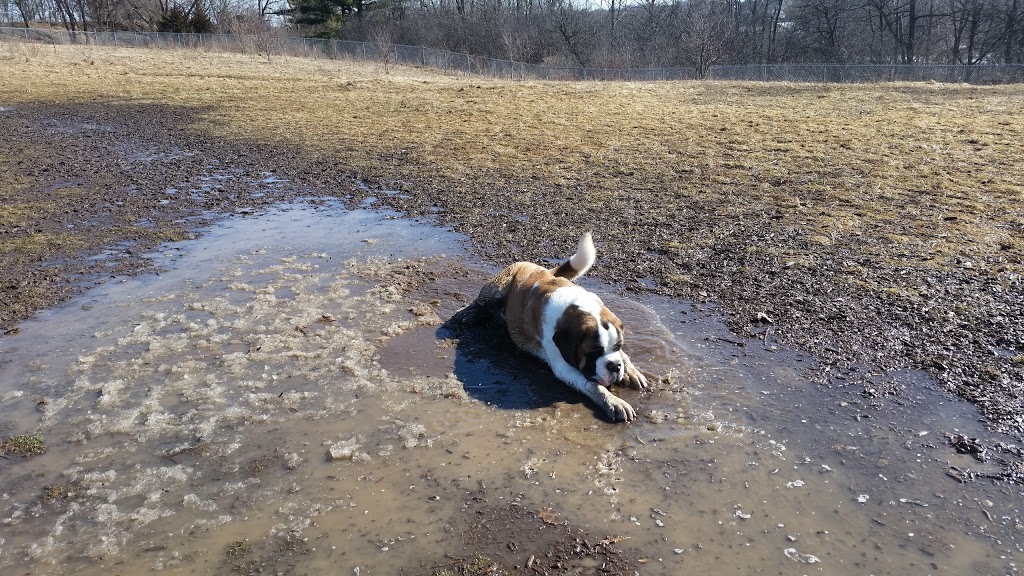 Bechtel Dog Park | 59 Bridge St W, Kitchener, ON N2K 1K6, Canada | Phone: (519) 576-2420