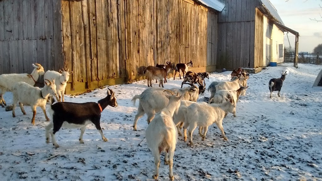 Fromagerie Cornes et Sabots | 641 Rang de lAnge Gardien, Notre-Dame-de-Stanbridge, QC J0J 1M0, Canada | Phone: (438) 494-8831