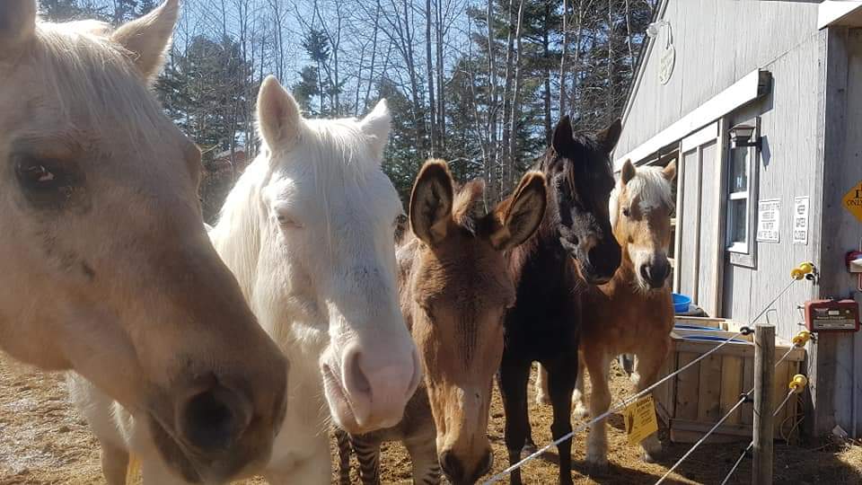 Integritys Haven Equine (Animal) Rescue Centre | 275 NS-12, Chester Basin, NS B0J 1K0, Canada | Phone: (902) 471-6121