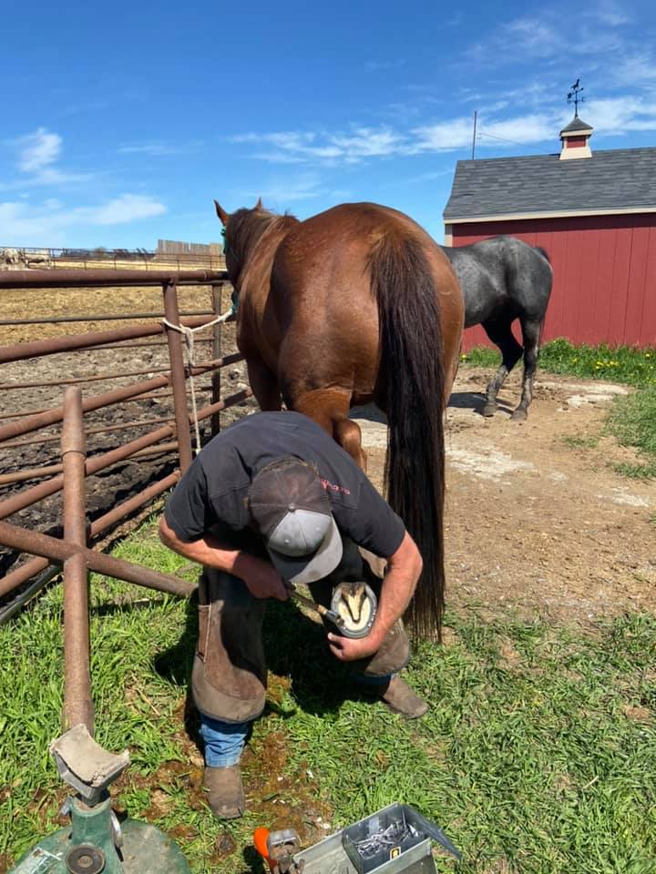 CDH Farrier Services | BOX 4 Site 27 RR2, Olds, AB T4H 1P3, Canada | Phone: (403) 586-3484