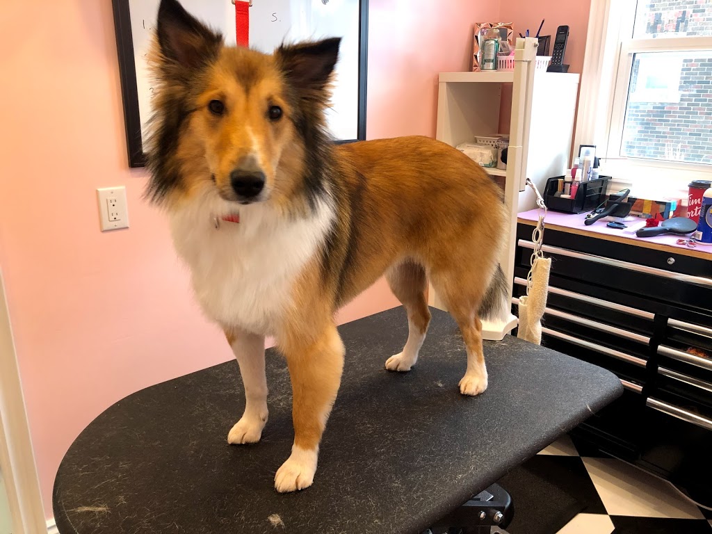 Doggie DTail Grooming | 3866 Highland Dr, Ridgeway, ON L0S 1N0, Canada | Phone: (905) 894-8743