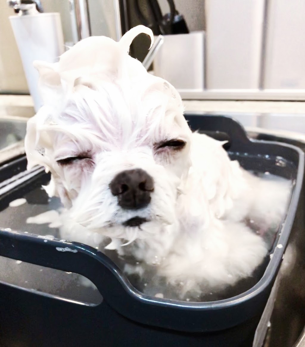 Yabo Pet Spa 寵物造型工作室 | 150-815 1st St, New Westminster, BC V3L 2H7, Canada | Phone: (604) 727-1086