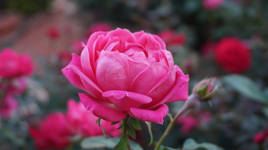 Karas Rose Garden | 50 Queen St N, Tilbury, ON N0P 2L0, Canada | Phone: (519) 682-3338