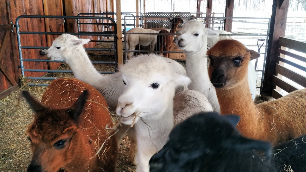 Alpagas Chelsea Alpacas | 1594 Route 105, Chelsea, QC J9B 1P4, Canada | Phone: (819) 459-1626