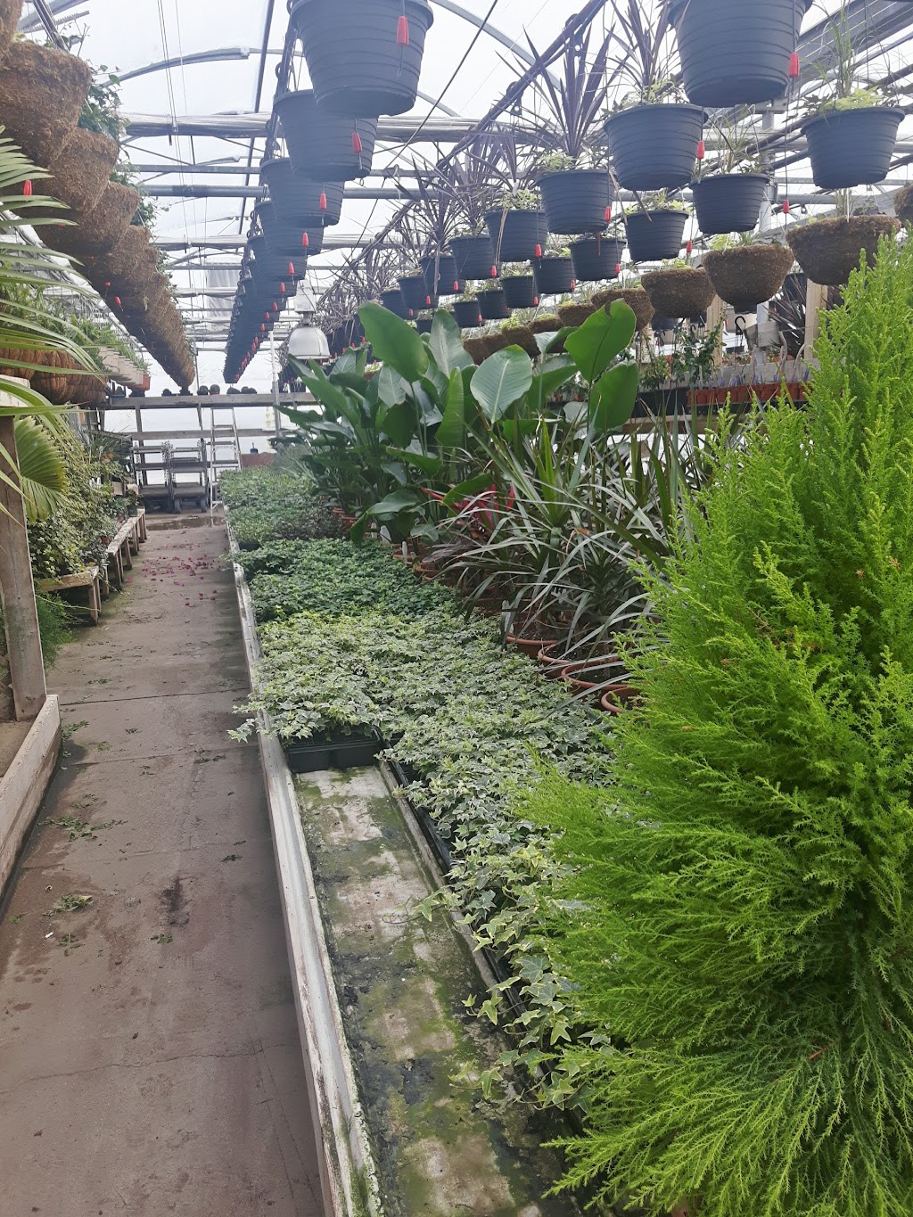 Listowel Greenhouses | 7877 Perth Road 164 R.R 2, Listowel, ON N4W 3G7, Canada | Phone: (519) 291-2434