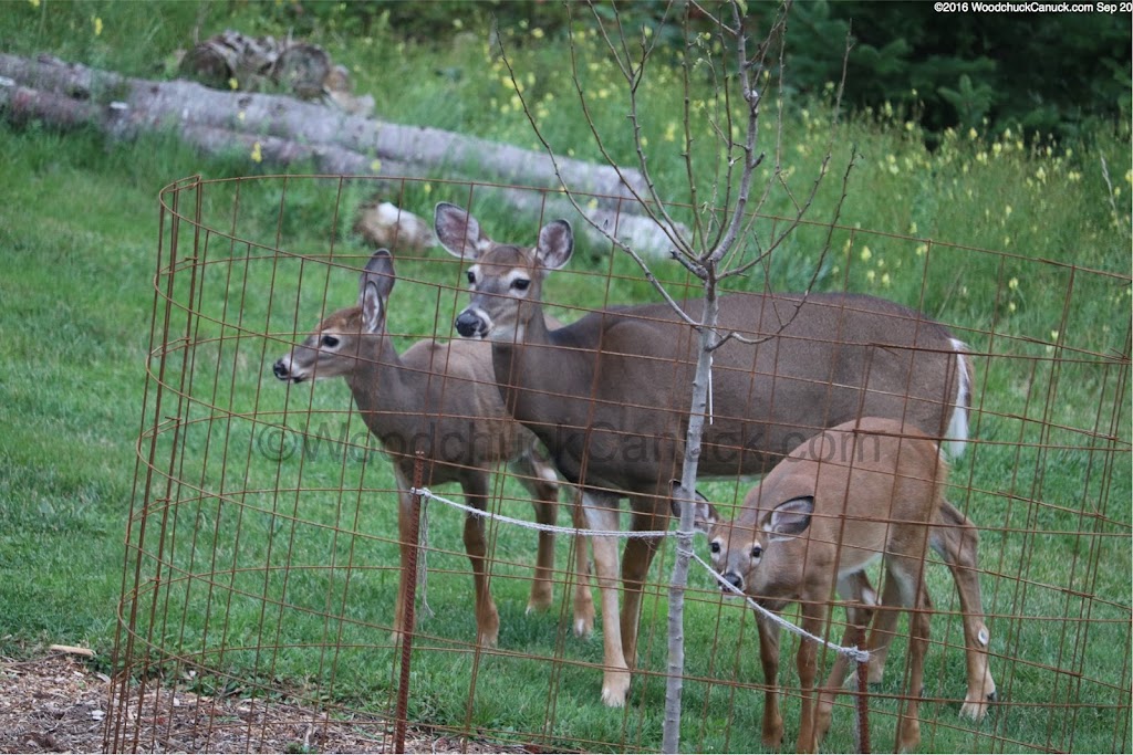 WoodworkersWorkshop | NS-316, Loch Katrine, NS B0H 1M0, Canada | Phone: (902) 783-2144