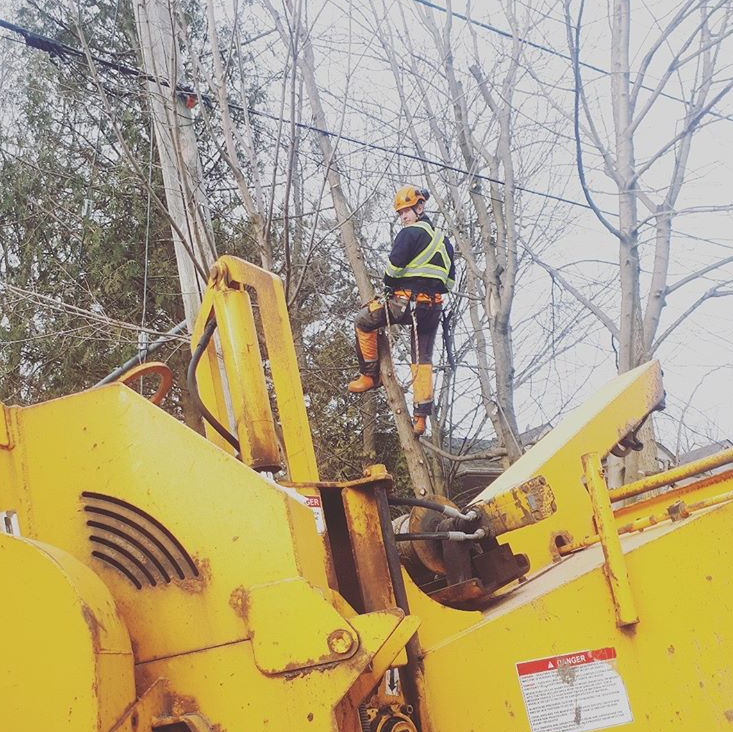 Top Notch Tree Experts | 244 Brant Rd Rr1, Mount Pleasant, ON N0E 1K0, Canada | Phone: (647) 797-8884