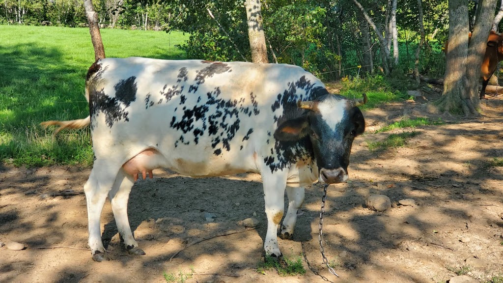 Cadet Roussel farm | 730 Rang Chartier, Mont-Saint-Grégoire, QC J0J 1K0, Canada | Phone: (450) 346-4993