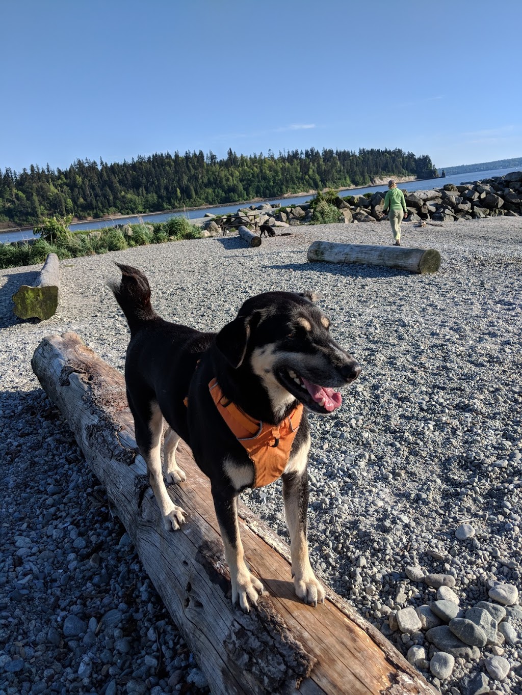 Ambleside Dog Beach | Burrard Inlet, BC, Canada