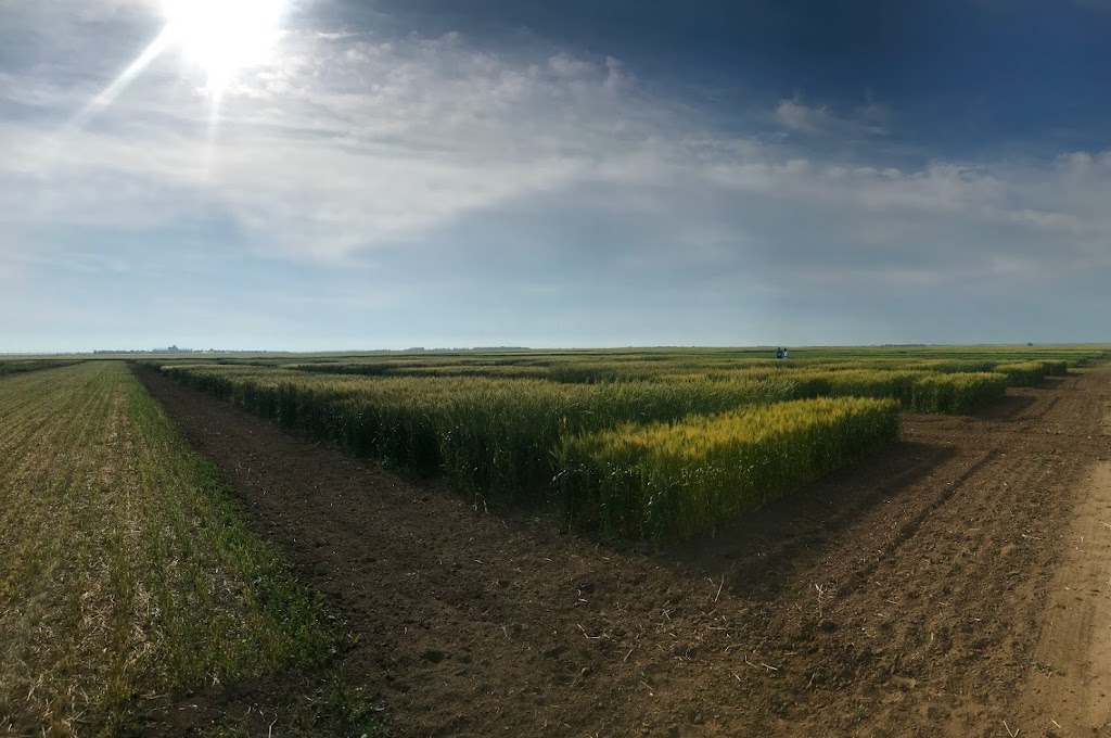 Palliser Triangle Research | HWY 339, Avonlea, SK S0H 0C0, Canada | Phone: (306) 513-8581