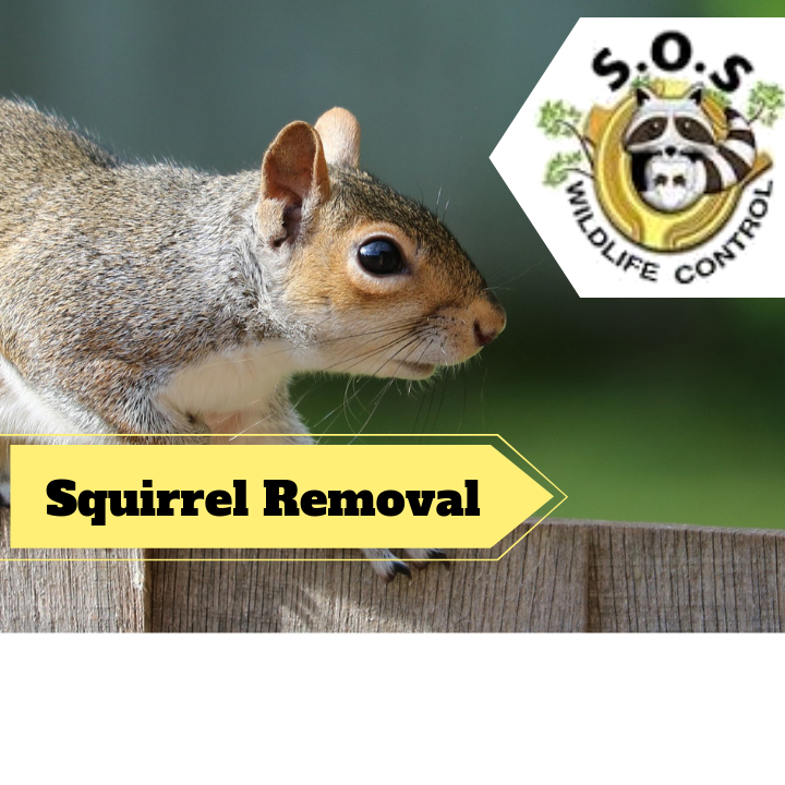 Markham Wildlife Removal | 9306 Bathurst St, Maple, ON L6A 4N9, Canada | Phone: (905) 218-3562