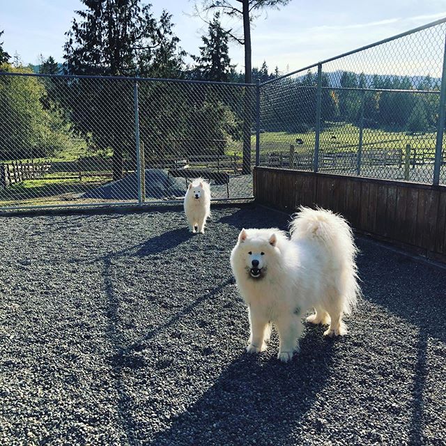 Del Norte Kennels | 7475 Lantzville Rd, Lantzville, BC V0R 2H0, Canada | Phone: (250) 390-3289