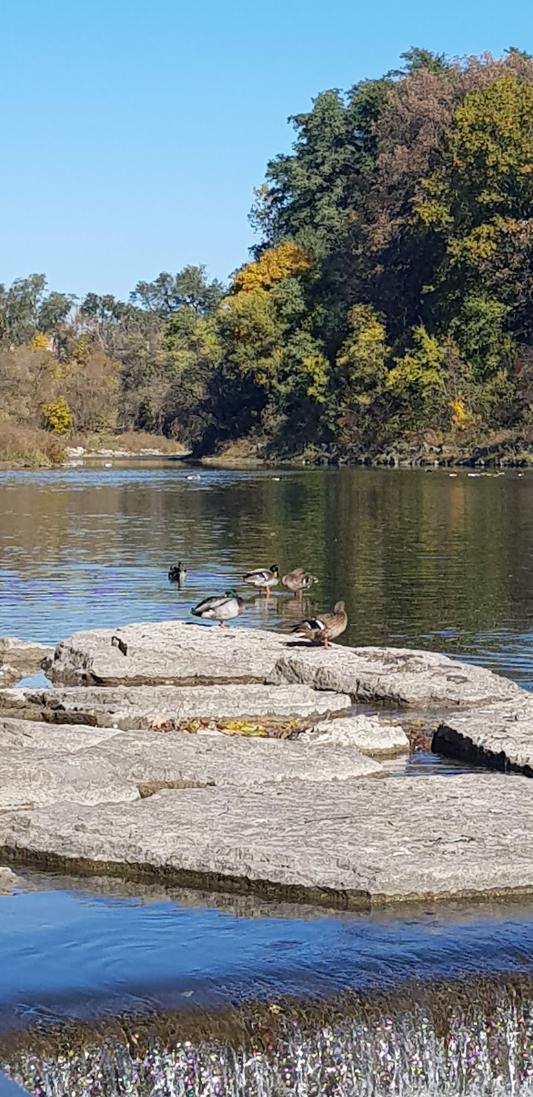 Raymore Park Dog Off Leash Area | Humber River Recreational Trail, Etobicoke, ON M9P 2S4, Canada