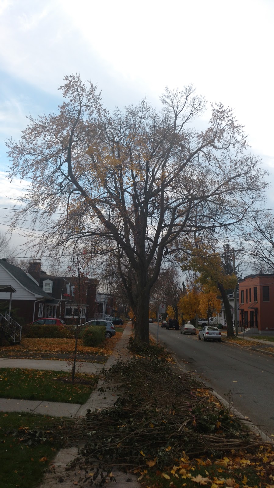 Parc Dalmany | Rue Dalmany, Montréal, QC H8R, Canada